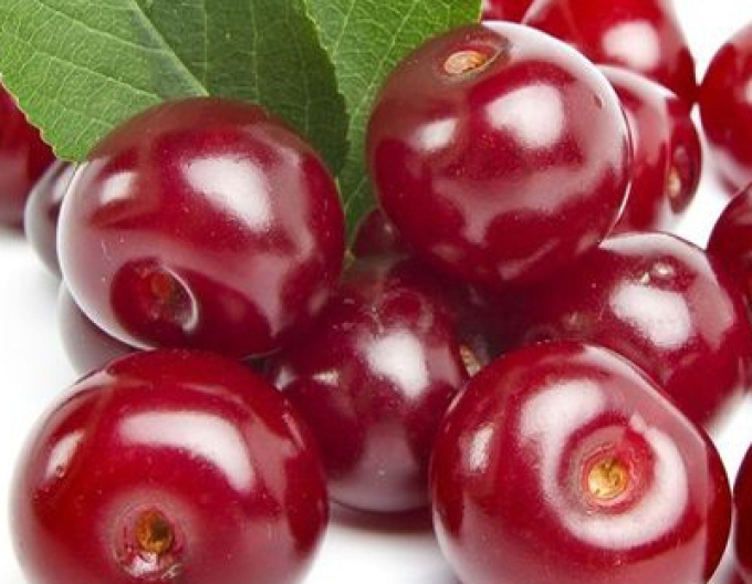 Sauerkirsche Érdi Bötermö auf prunus Mahaleb, wurzelnackt