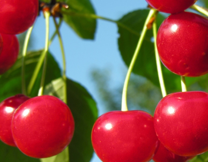 Kirsche Favorit Halbhartholz