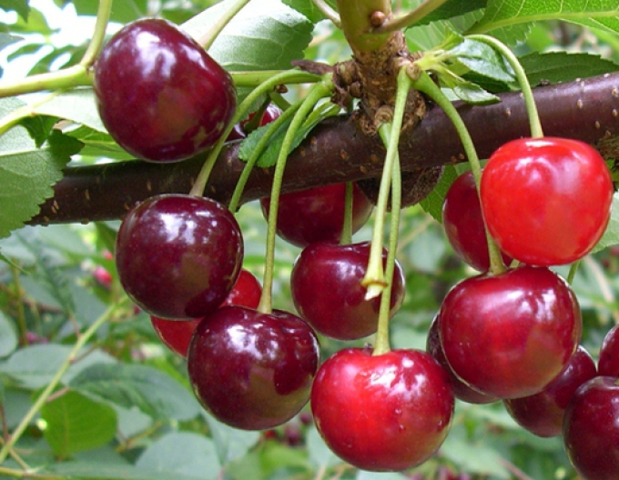 SauerKirsche Újfehertoi fürtös, auf Prunus Mahaleb, wurzelnackt