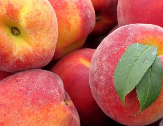 Pfirsich Fairhaven Halbhartholz