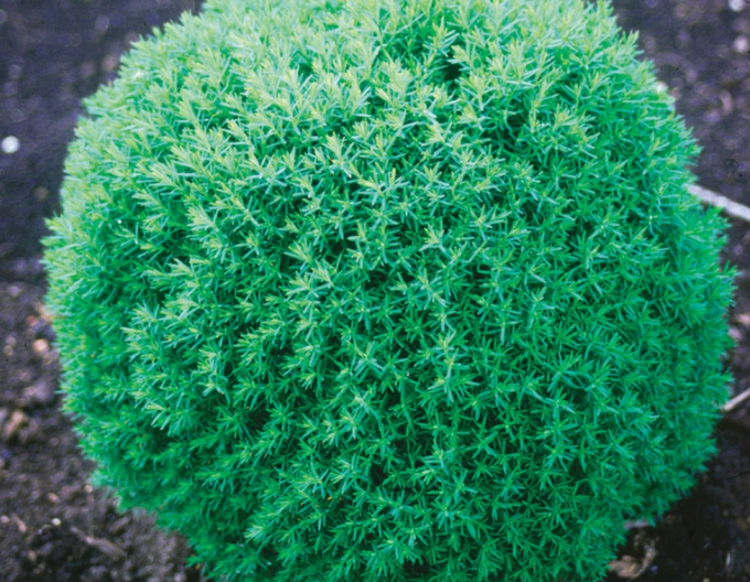 Westliche Tuya "TEDDY"