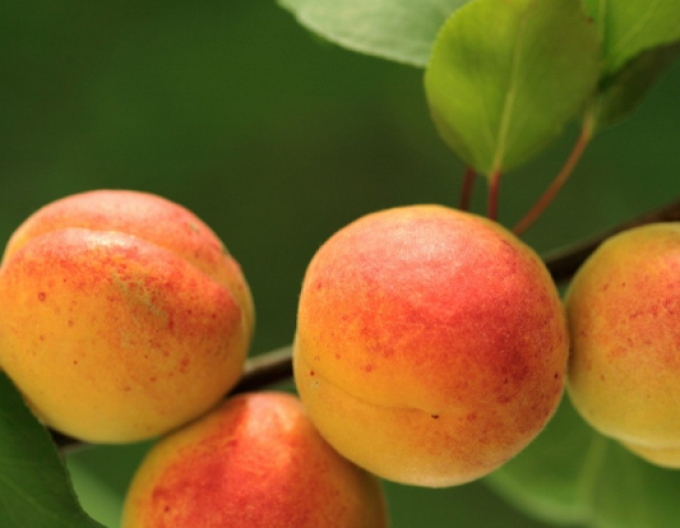 Aprikose Bergeron, auf Myrobalane, wurzelnackt