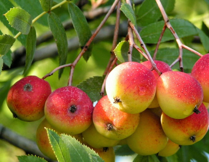 Oskoruša - Jarabina Oskoruša