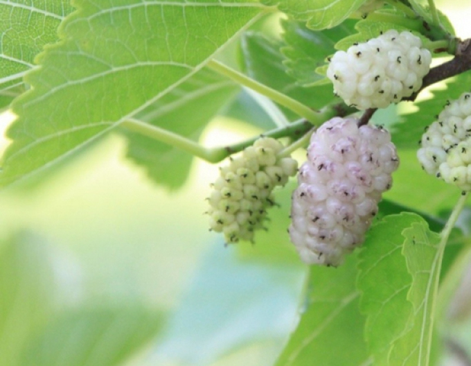 Maulbeere weiß, Cont. 5l