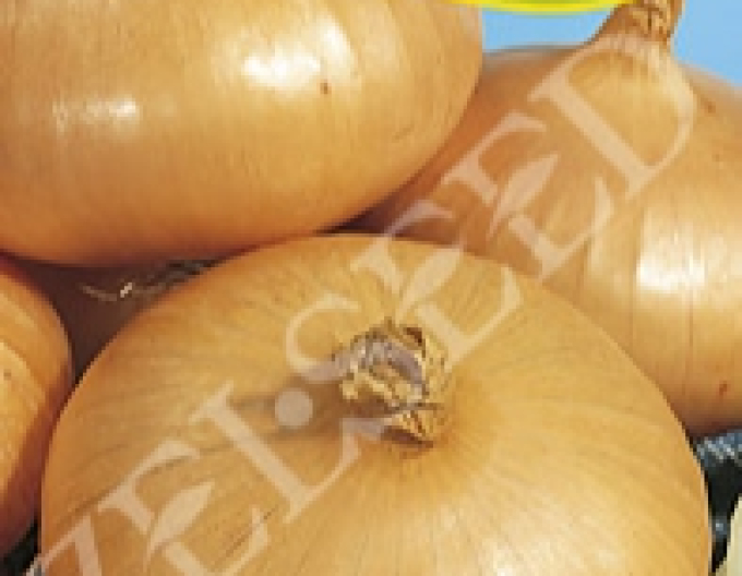 Zelseed Zwiebel Stuttgart