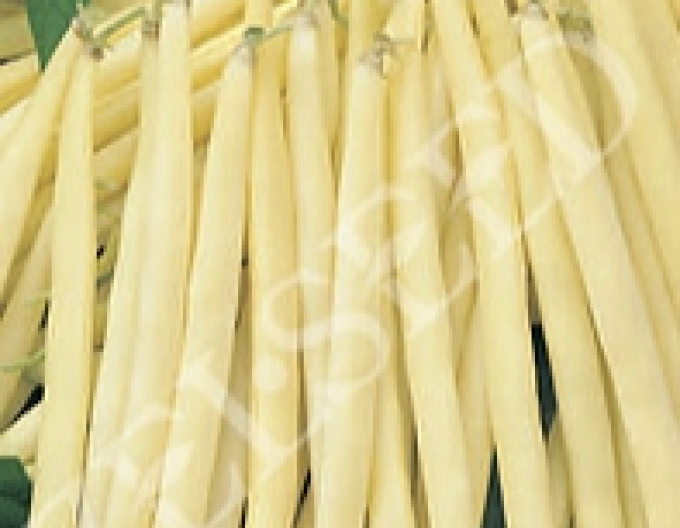 Zelseed Buschbohne Leonarda