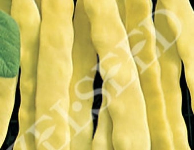 Zelseed Stangenbohne Anita