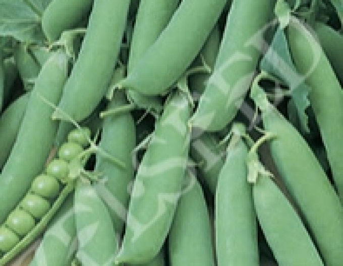 Zelseed Erbse Hermes