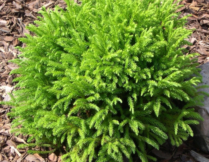 Japanische Sicheltanne "Globosa Nana"