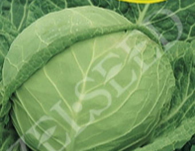 Zelseed Weißkohl  Zora