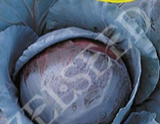 Zelseed Rotkohl Mars