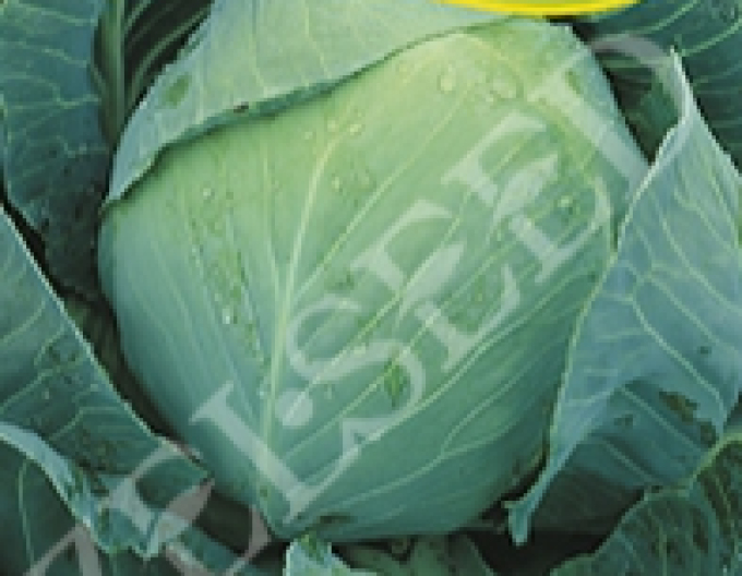 Zelseed Weißkohl Polar