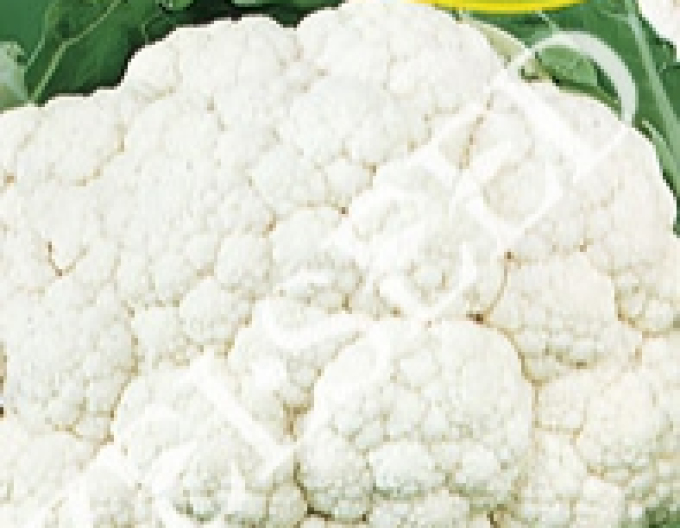 Zelseed Blumenkohl Bora