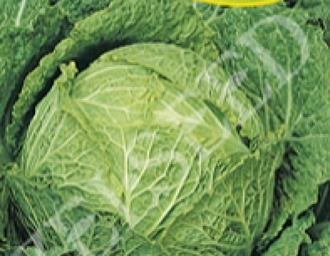 Zelseed Wirsing „Predzvesť“