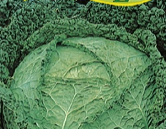 Zelseed Grünkohl Vertus 3