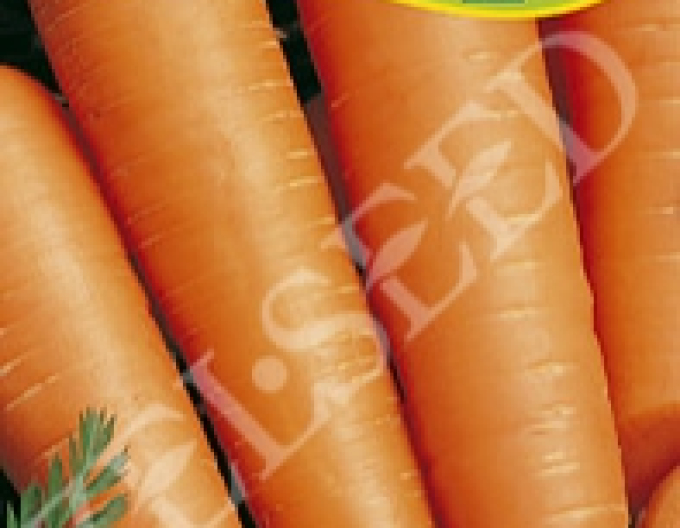 Zelseed Karotte Olympia