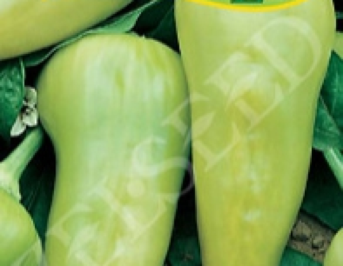 Zelseed Paprika Duval F1