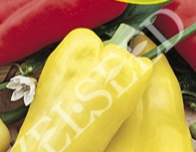 Zelseed Paprika  Aurea