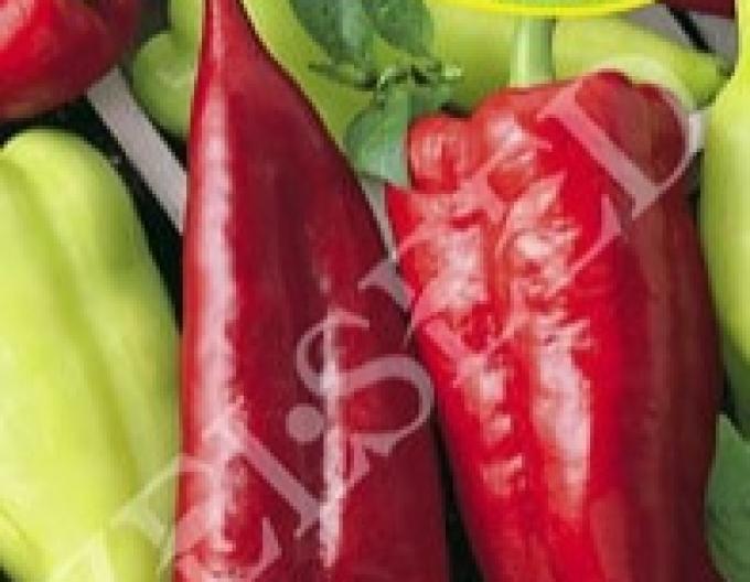 Zelseed Paprika Mashenka