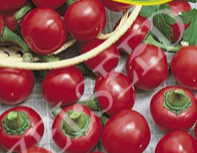 Zelseed Paprika Coral