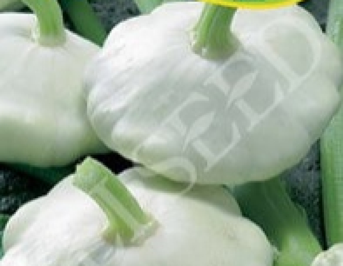 Zelseed Patisson Orpheus