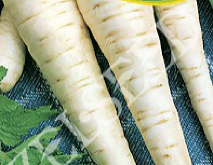 Zelseed  Pastinake Langer Weißer