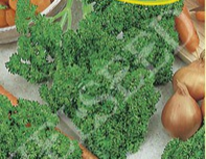 Zelseed Petersilie Astra