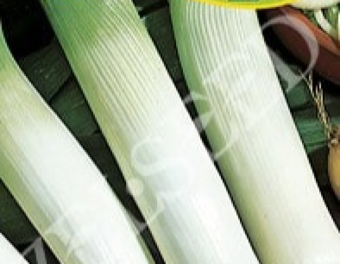 Zelseed Lauch Elefant