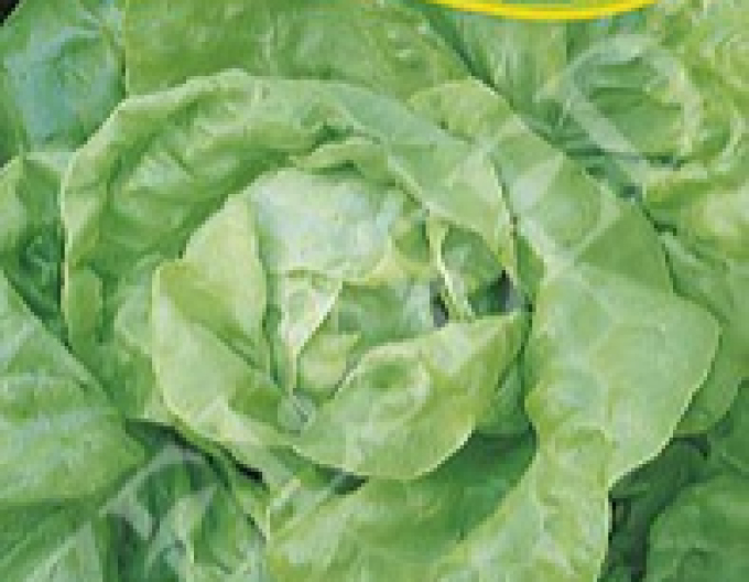 Zelseed Kopfsalat  Liban