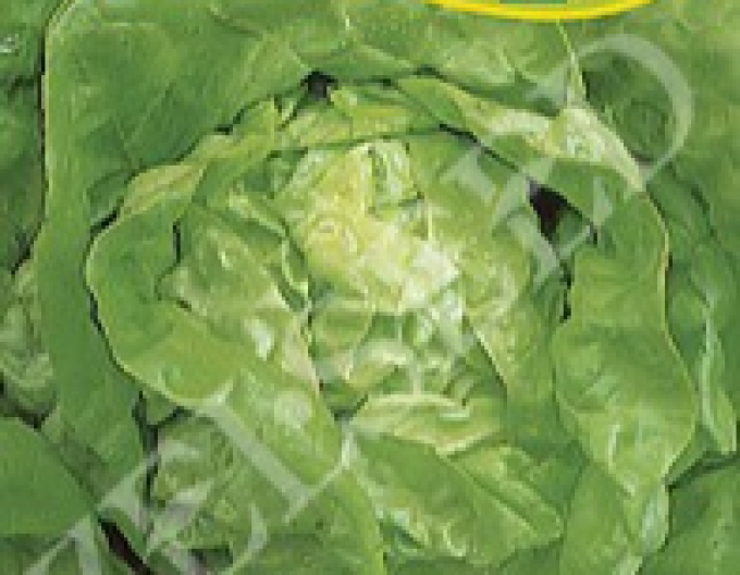 Zelseed Spring Salad King of May I..