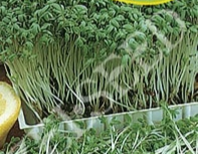 Zelseed Kresse Dänisch