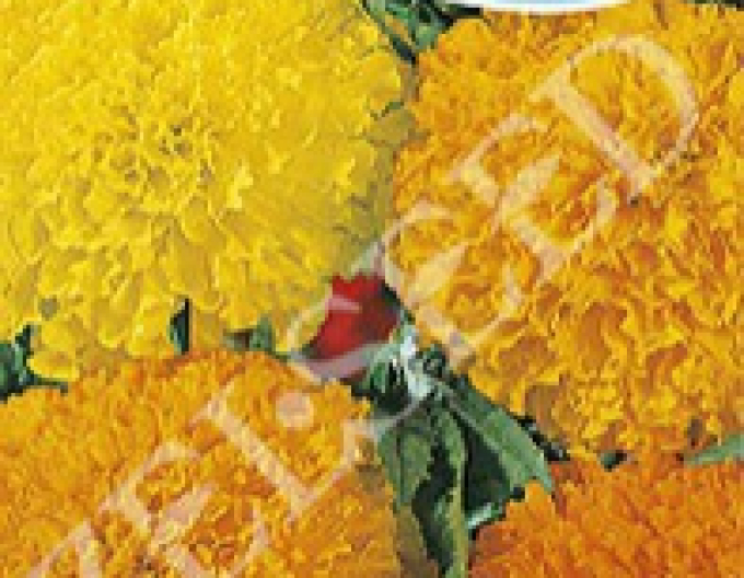 Zelseed Tagetes groß Mixture