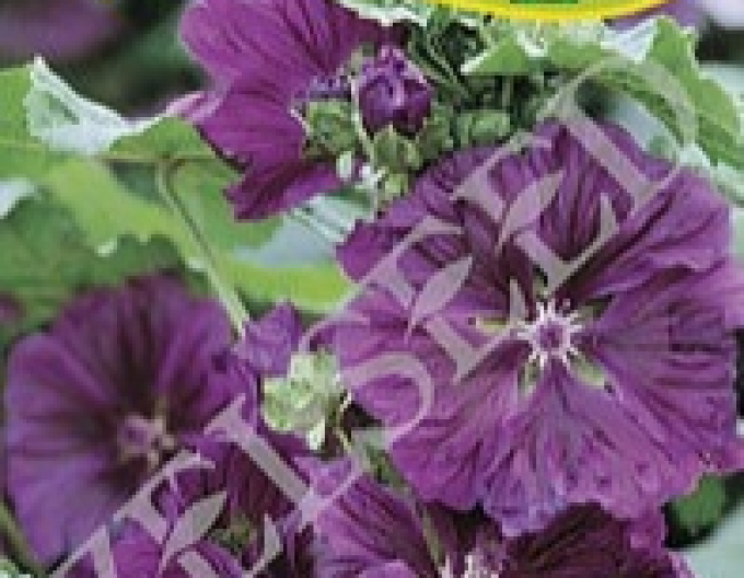 Zeltsamen Maurische Malve