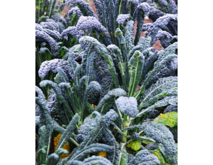 Dobrá semená Grünkohl Nero di Toscana