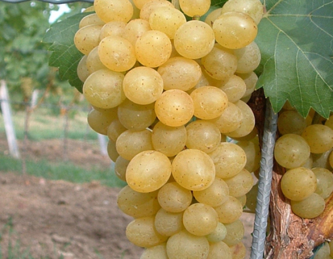 Tafeltrauben Suzi, Forts. 2l