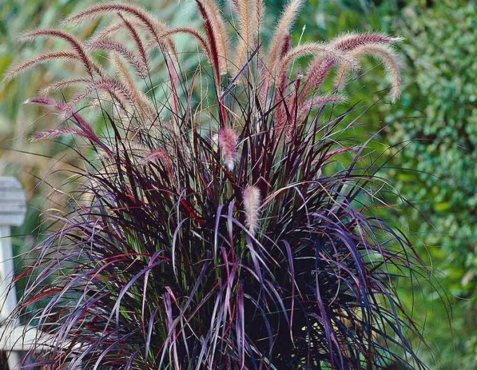 Federholz "Setaceum Rubrum"