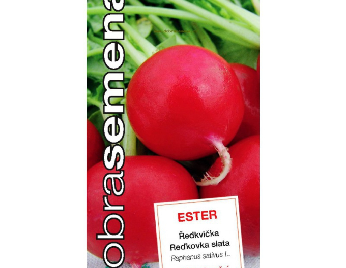 Dobrá semená Radieschen Ester