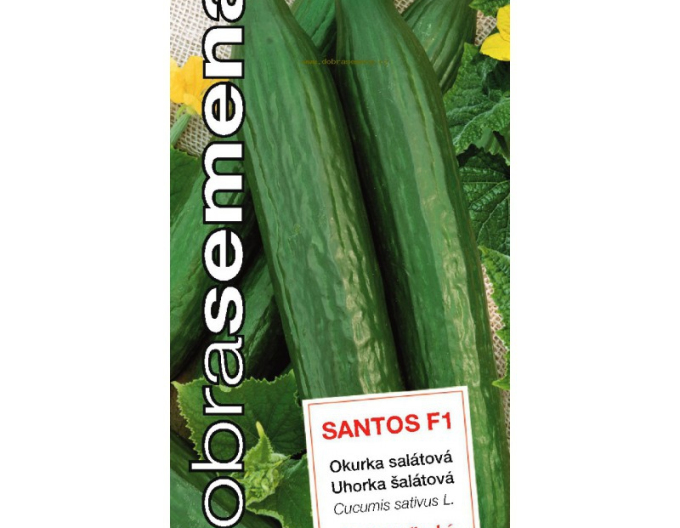 Dobrá semená Salatgurke Santos F1