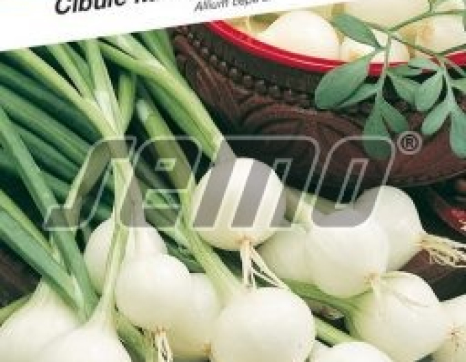 Semo Frühlingszwiebel Pompei