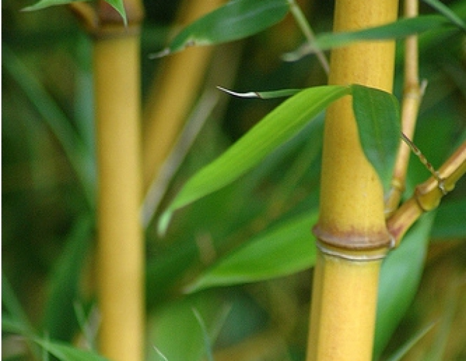 Goldener Bambus  Aurea
