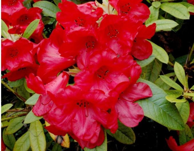 Rhododendron Red Jack
