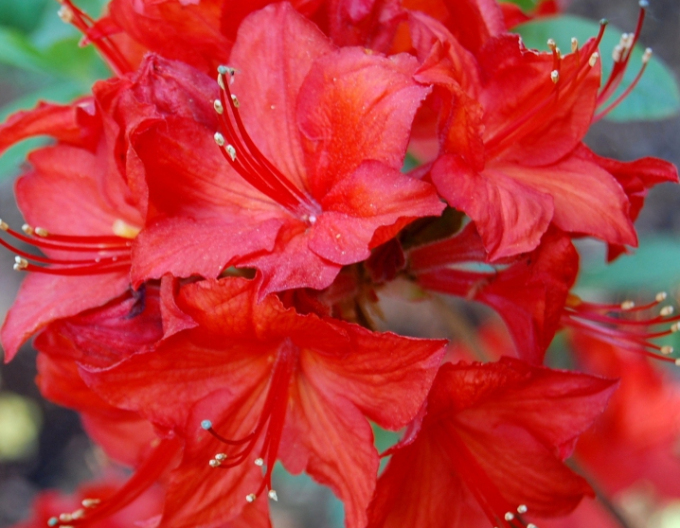 Azalee großblumig Parkfeuer