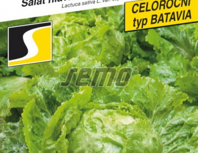 Semo Kopfsalat Batavus