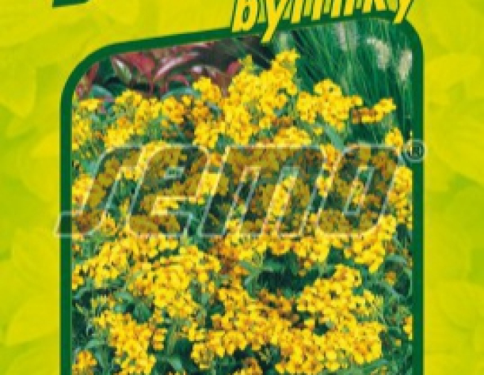 Semo Tagetes Mexicana