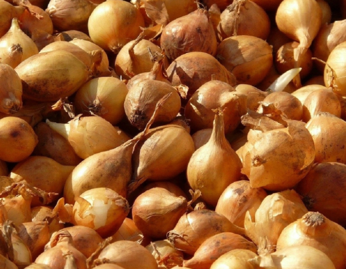 Steckzwiebel Všetana 8/16 25kg