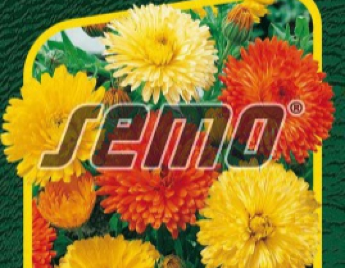 Semo Ringelblume Pacific Beauty