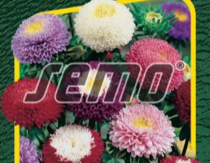 Semo Sommeraster Pompon Mix