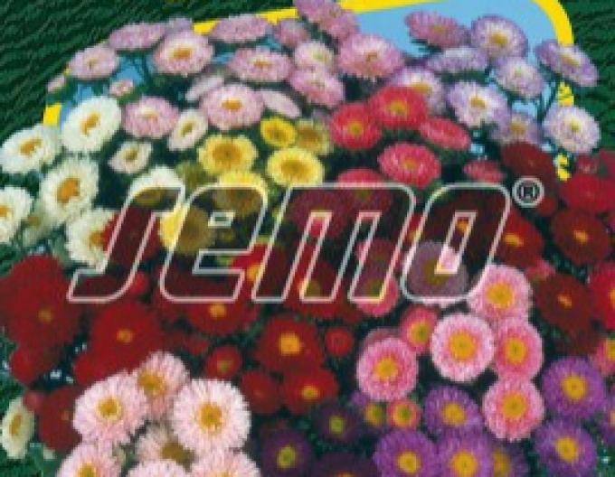 Semo Aster  Matsumoto Mix