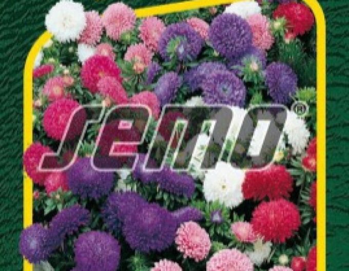 Semo Aster  Colour Carpet Mix