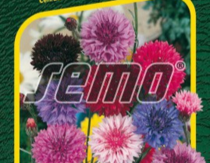 Semo Kornblume Mix